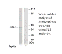 Product image for ISL2 Antibody