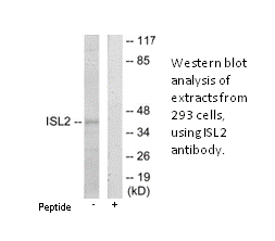 Product image for ISL2 Antibody