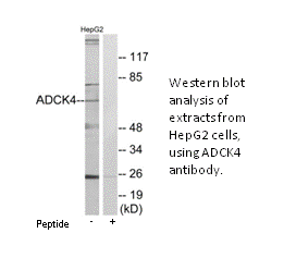 Product image for ADCK4 Antibody