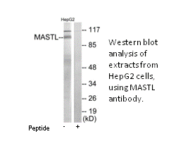 Product image for MASTL Antibody