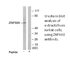 Product image for ZNF668 Antibody