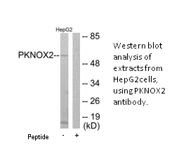 Product image for PKNOX2 Antibody