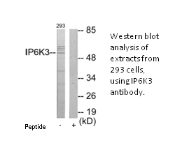 Product image for IP6K3 Antibody