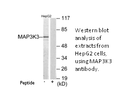Product image for MAP3K3 Antibody
