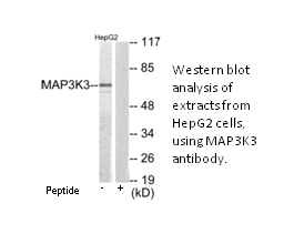 Product image for MAP3K3 Antibody