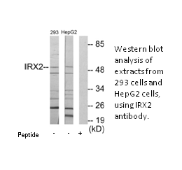 Product image for IRX2 Antibody