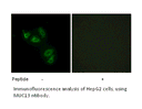 Product image for MUC13 Antibody