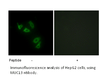 Product image for MUC13 Antibody