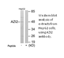 Product image for AZI2 Antibody