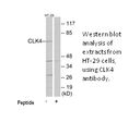 Product image for CLK4 Antibody