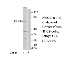 Product image for CLK4 Antibody