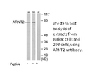 Product image for ARNT2 Antibody