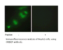 Product image for CREBZF Antibody