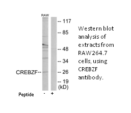 Product image for CREBZF Antibody