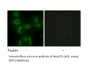 Product image for IARS2 Antibody