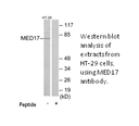 Product image for MED17 Antibody