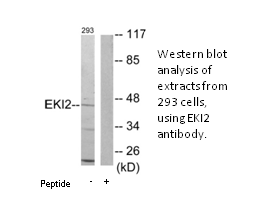 Product image for EKI2 Antibody