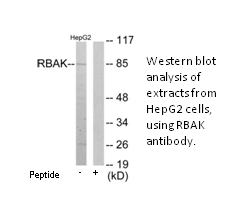 Product image for RBAK Antibody