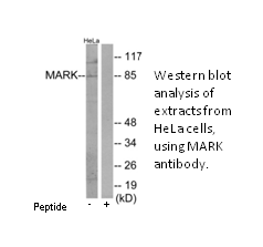 Product image for MARK Antibody