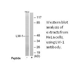 Product image for LW-1 Antibody