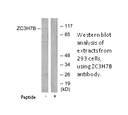 Product image for ZC3H7B Antibody