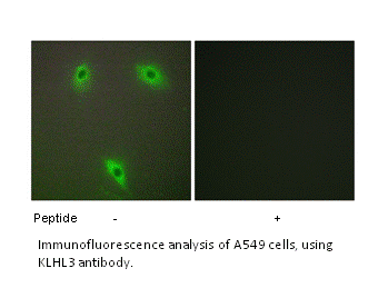 Product image for KLHL3 Antibody