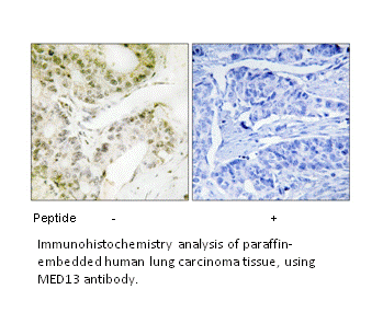 Product image for MED13 Antibody