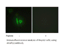 Product image for AKAP11 Antibody