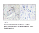 Product image for ZNF232 Antibody