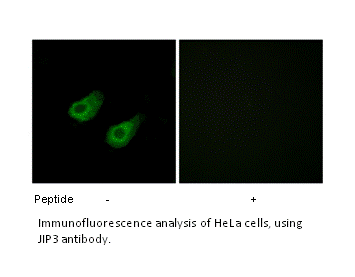Product image for JIP3 Antibody