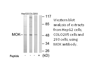 Product image for MOK Antibody