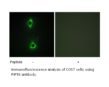 Product image for PIP5K Antibody