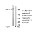 Product image for ZNF337 Antibody