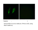Product image for IRAK3 Antibody