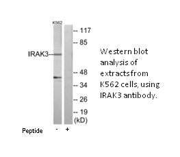Product image for IRAK3 Antibody