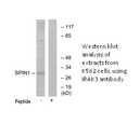 Product image for SPIN1 Antibody