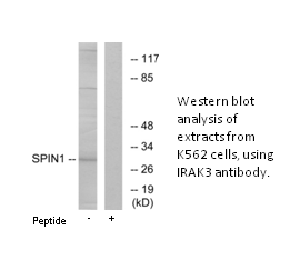 Product image for SPIN1 Antibody
