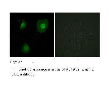 Product image for EID1 Antibody