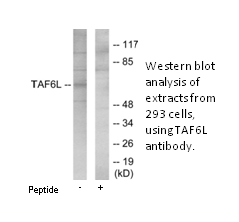 Product image for TAF6L Antibody