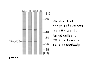 Product image for 14-3-3 &zeta;  Antibody