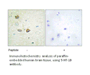 Product image for 5-HT-1B Antibody