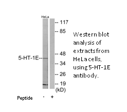 Product image for 5-HT-1E Antibody