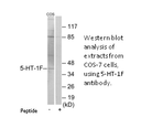 Product image for 5-HT-1F Antibody