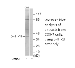 Product image for 5-HT-1F Antibody
