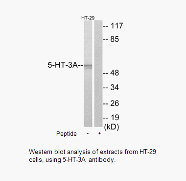 Product image for 5-HT-3A Antibody
