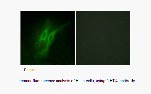 Product image for 5-HT-4 Antibody