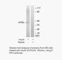 Product image for 5-HT-4 Antibody