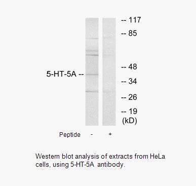 Product image for 5-HT-5A Antibody