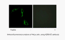 Product image for ADRA1D Antibody