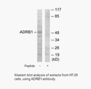 Product image for ADRB1 Antibody